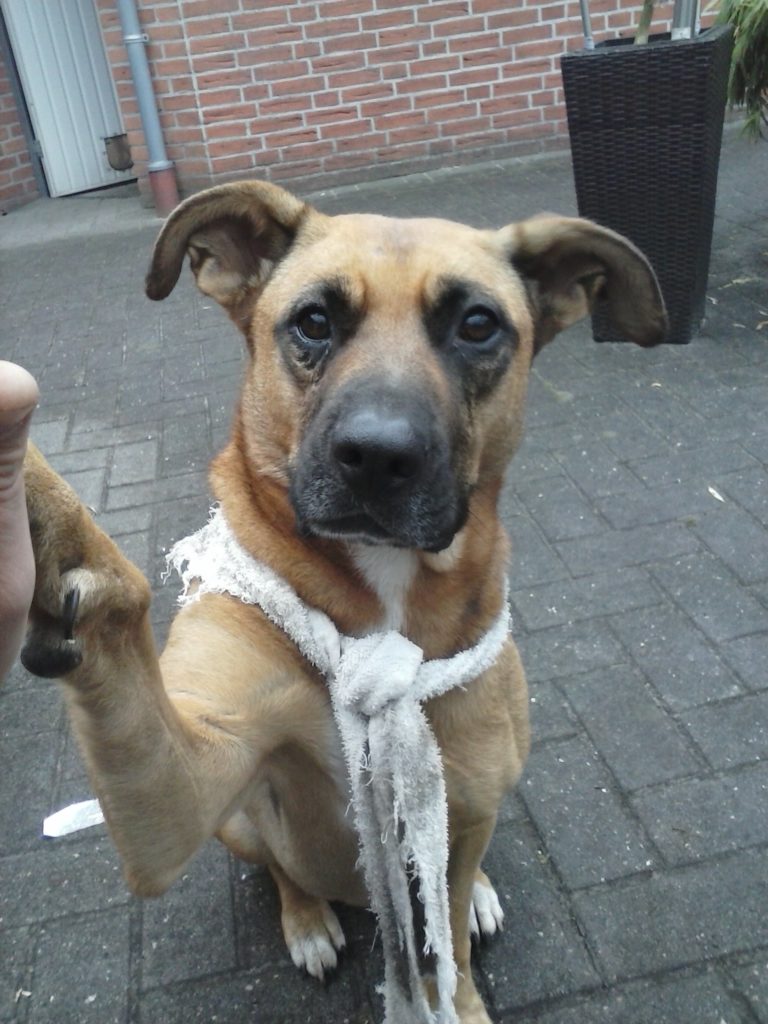 Josie gibt 5