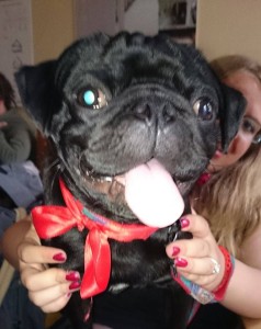 Superwaffe im Wahlkampf - PARTEI-Mops Mogli